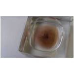 bCAM_0120.JPG